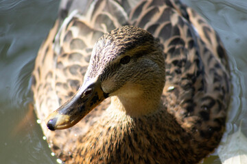 portrait of a duck