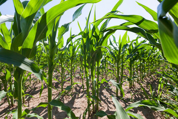 young green immature corn in the field