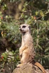 meerkat on guard