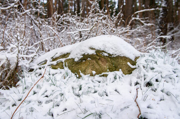 Big stone under the snow in winter in the forest