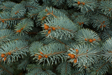 Naklejka na ściany i meble Christmas tree branches. Festive Xmas border of green branch of pine.