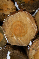 Wooden round saw cut of a coniferous tree close-up.