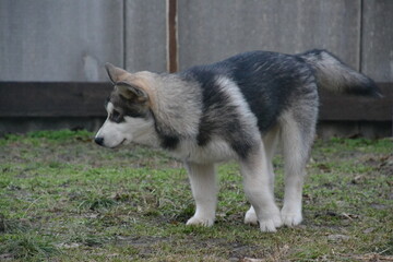 Alaskan Malamute on vacation in the summer