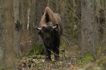 European bison in the forest in the Białowieża Primeval Forest. The largest species of mammal found in Europe. Ungulates living in herds. Endangered species.