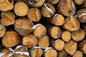 Wooden round saw cut of a coniferous tree close-up.
