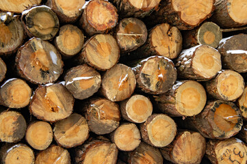 Wooden round saw cut of a coniferous tree close-up.