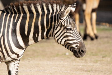 zebra close up © Marco