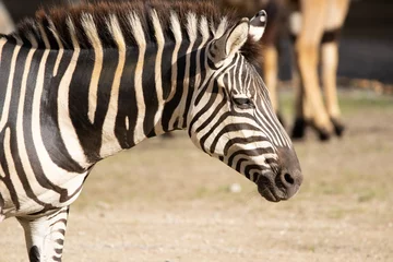 Rolgordijnen zebra close-up © Marco
