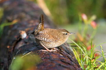 Fototapete bei efototapeten.de bestellen   