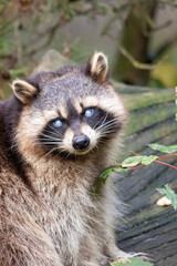 blind raccoon on tree