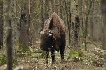 European bison in the forest in the Bialowieza Primeval Forest. The largest species of mammal found in Europe. Ungulates living in herds. Endangered species.