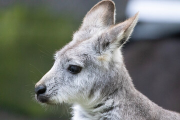 portrait of a kangaroo