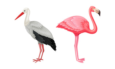 Set of birds. Flamingo and heron vector illustration on white background