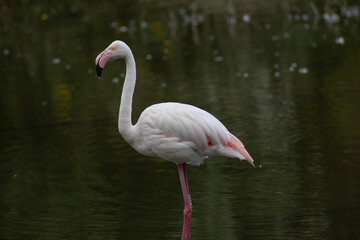 pink flamingo in water