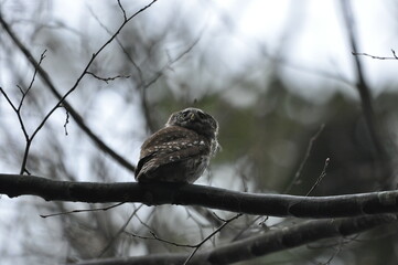 Bird Pygmy Owl Glaucidium passerinum, the smallest owl in Europe, perched on a branch in the forest. The species occurs in the Białowieża Primeval Forest and other forests with spruce trees.