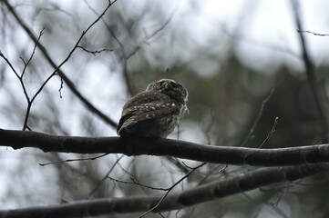 Bird Pygmy Owl Glaucidium passerinum, the smallest owl in Europe, perched on a branch in the forest. The species occurs in the Białowieża Primeval Forest and other forests with old spruce trees.