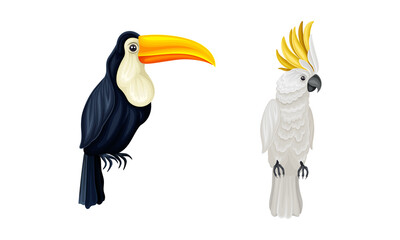 Fototapeta premium Set of exotic birds. Toucan and cockatoo parrot vector illustration