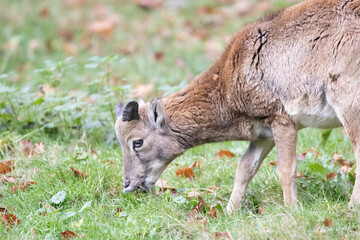 white deer