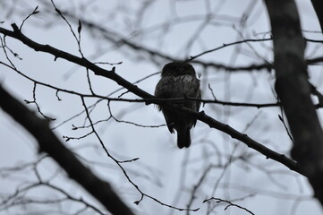 Bird Pygmy Owl Glaucidium passerinum, the smallest owl in Europe, perched on a branch in the forest. The species occurs in the Bialowieza Primeval Forest and other forests with old  spruce trees.