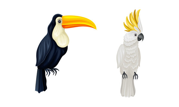 Set of exotic birds. Toucan and cockatoo parrot vector illustration