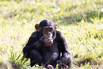 portait of a chimp