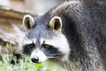 portrait of a raccoon
