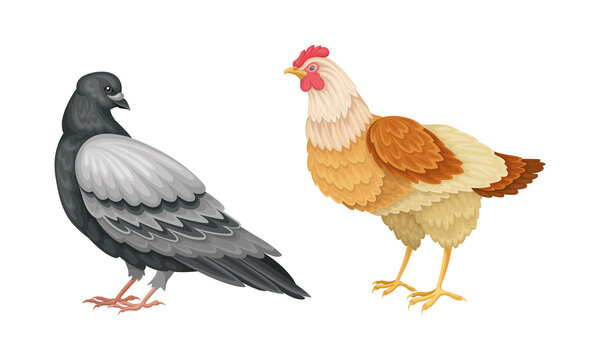 Set of birds. Pigeon and hen vector illustration on white background