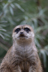 Fototapeta premium meerkat on guard