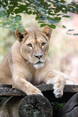 portrait of a lion