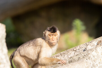 portrait of a baboon