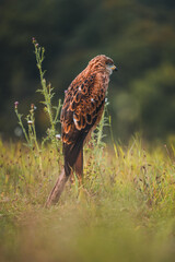 Red kite (Milvus milvus) sitting on dry branch on ground. Red kite portrait in sunny day.