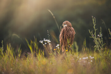 Red kite (Milvus milvus) sitting on dry branch on ground. Red kite portrait in sunny day.
