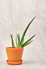 Aloe vera is in an orange pot on a white background