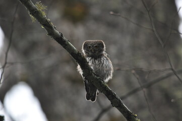 Bird Pygmy Owl Glaucidium passerinum, the smallest owl in Europe, perched on a branch in the forest. The species occurs in the Bialowieza Primeval Forest and other forests with old spruce trees.