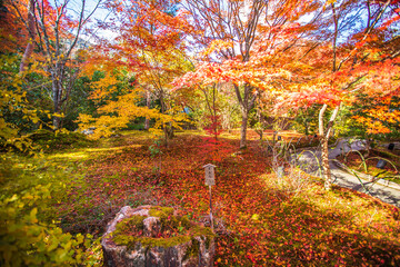 Fototapeta premium 京都 宝厳院の紅葉
