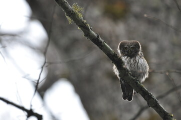 Bird Pygmy Owl Glaucidium passerinum, the smallest owl in Europe, perched on a branch in the forest. The species occurs in the Bialowieza Primeval Forest and other forests with old spruce trees.