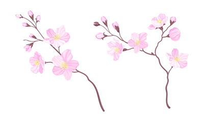 Set of branches of blossoming cherry tree. Sakura twigs with flower buds vector illustration