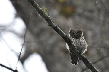 Bird Pygmy Owl Glaucidium passerinum, the smallest owl in Europe, perched on a branch in the forest. The species occurs in the Białowieża Primeval Forest and other forests with old spruce trees.