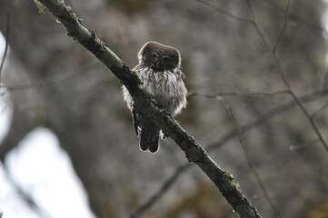 Bird Pygmy Owl Glaucidium passerinum, the smallest owl in Europe, perched on a branch in the forest. The species occurs in the Bialowieza Primeval Forest and other forests with old  spruce trees.