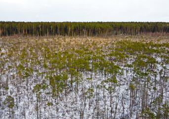 Aerial view of the white field and young forest. Landscape nature in winter