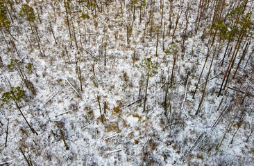 Fototapeta premium Aerial view of the white field and young forest. Landscape nature in winter