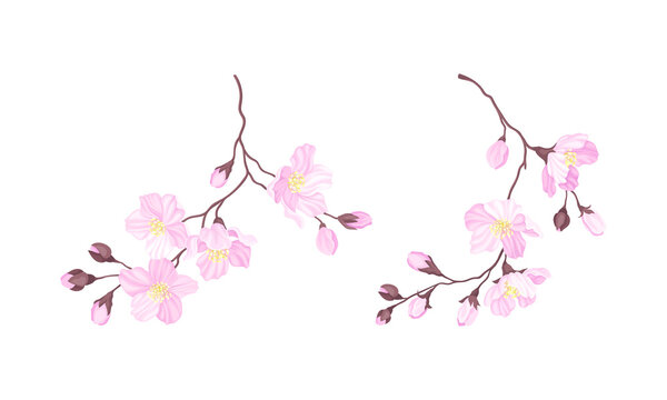 Blooming cherry branches set. Sakura twigs with pink flower buds vector illustration