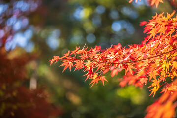 京都　宝厳院の紅葉