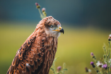 Red kite (Milvus milvus) portrait. Red kite portrait in sunny day.