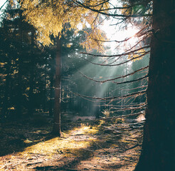 Promienie słoneczne przedzierają się przez drzewa w magicznym lesie - obrazy, fototapety, plakaty