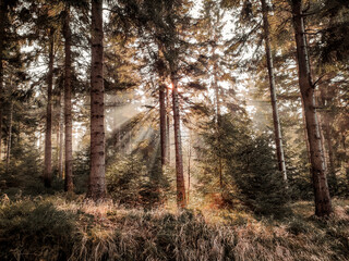 Magiczny las i promienie słoneczne przedzierające się przez sosnowe drzewa - obrazy, fototapety, plakaty
