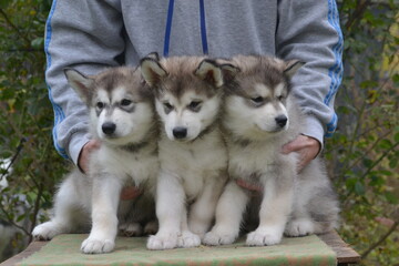 Alaskan Malamute on vacation in the summer