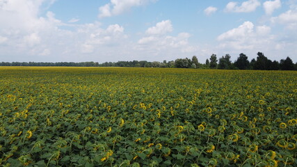 Fototapeta na wymiar Clear blue sky over a sunflower field on a summer day. Farmer's field, aerial view.