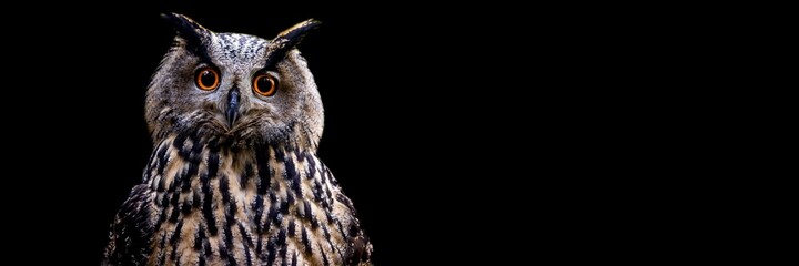 Obraz premium Template of a Eurasian Eagle-Owl with a black background
