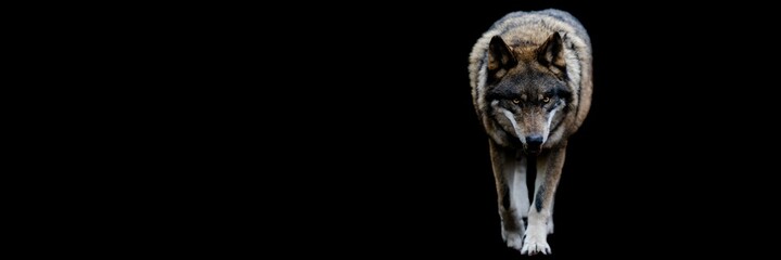 Obraz premium Template of a gray wolf with a black background